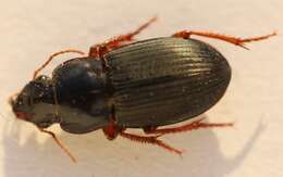 Image of Carabidae