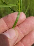 Image of Slender Goldentop