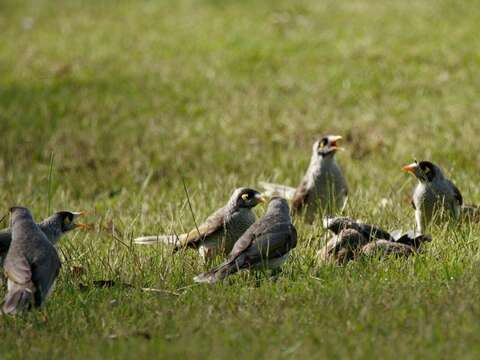 Image of Noisy Miner