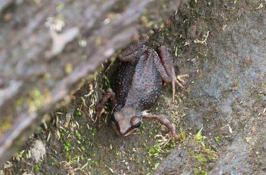 Image of Mount Nimba Viviparous Toad