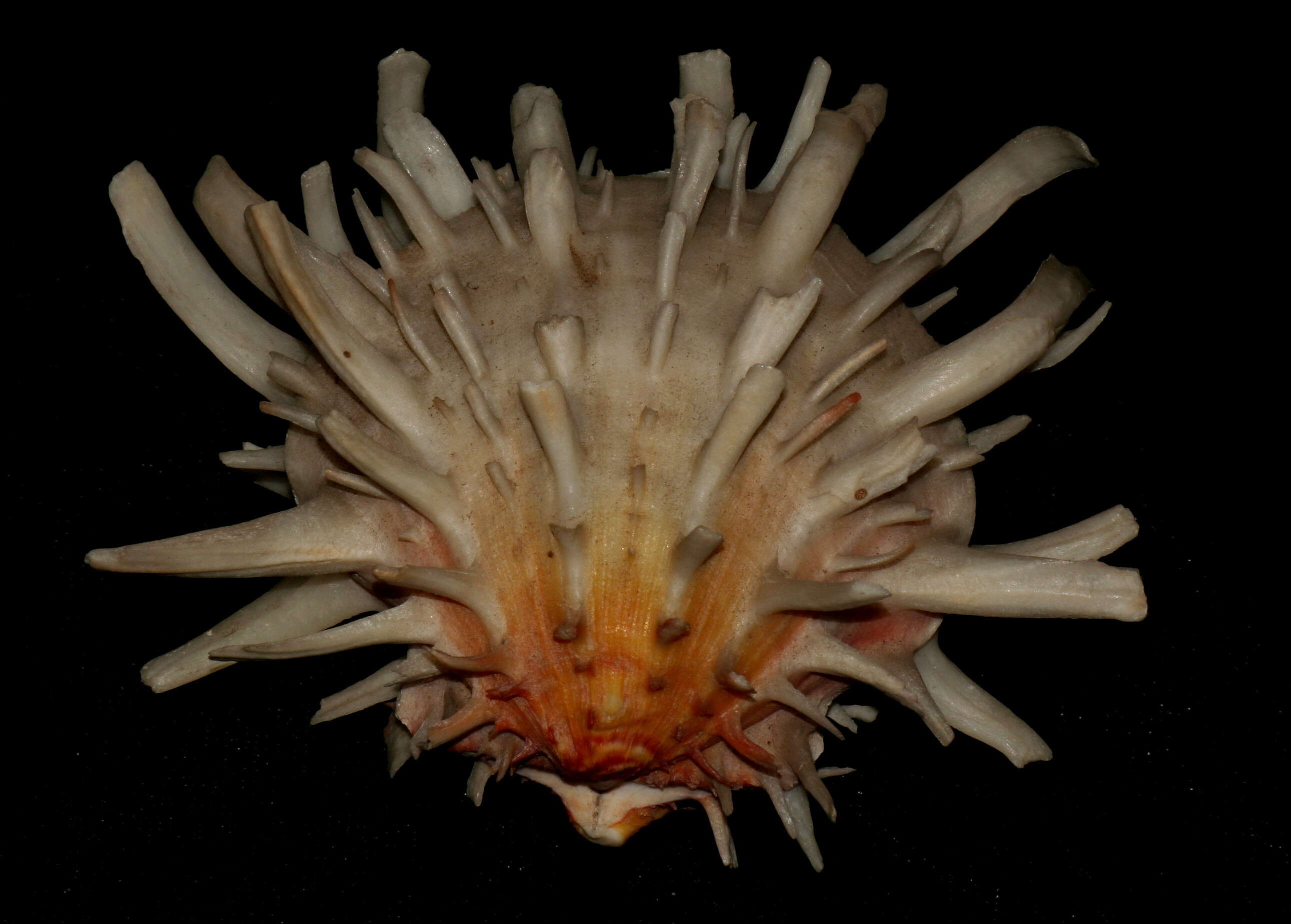 Image of American thorny oyster