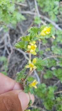 Image of alpine gooseberry