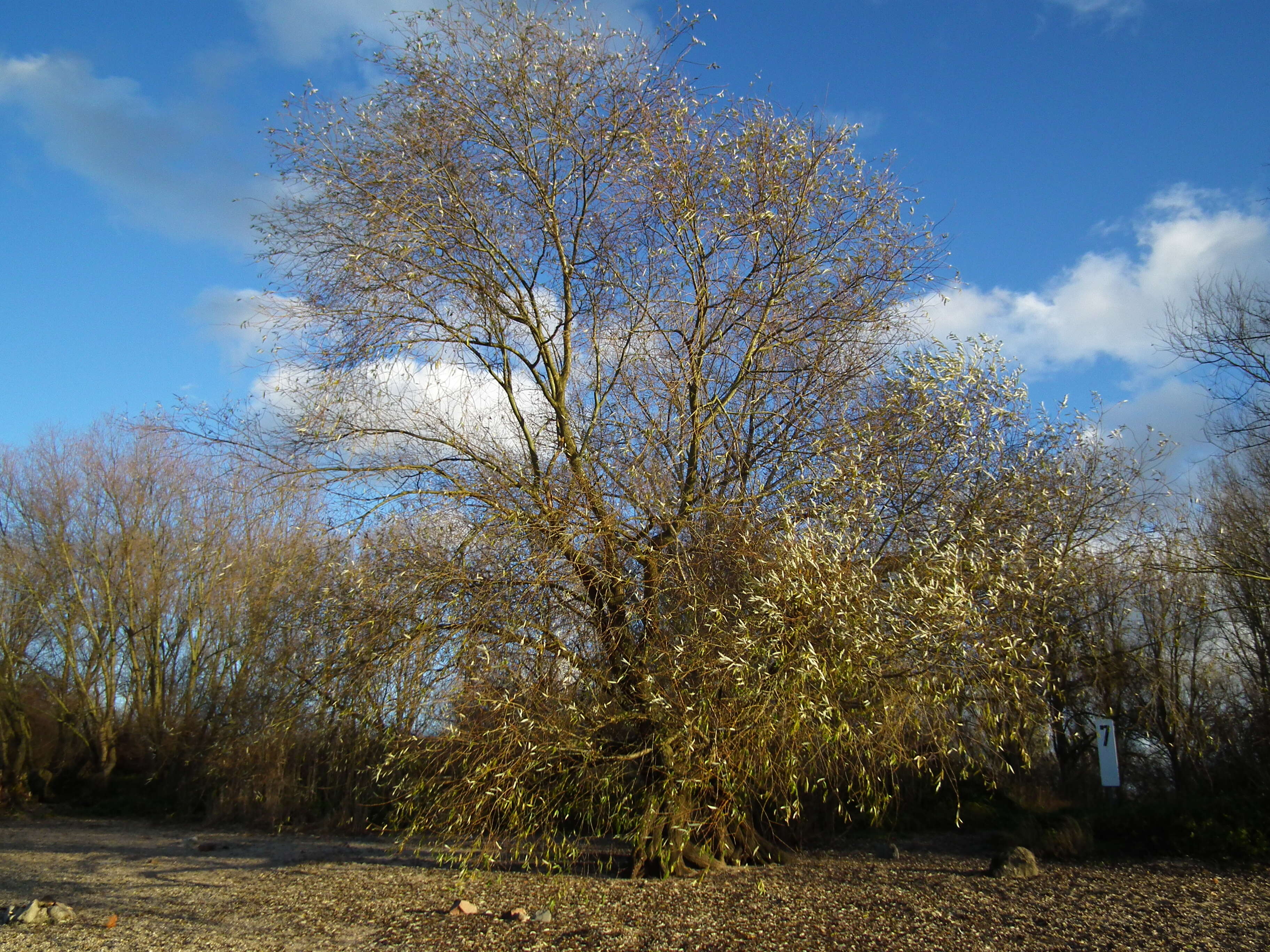 Image of White Willow