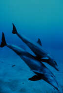 Image of Bottlenose Dolphin