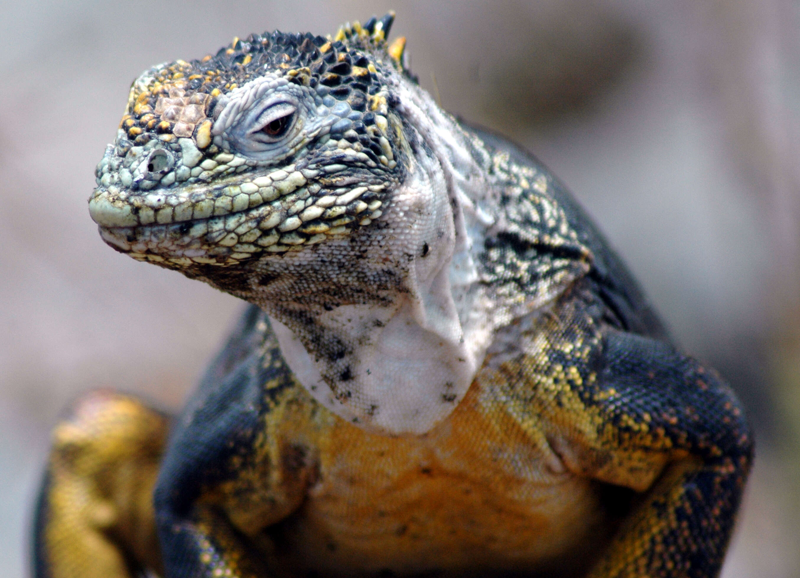 Image of Galapagos Land Iguana