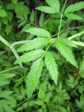 Image of European Waterhemlock