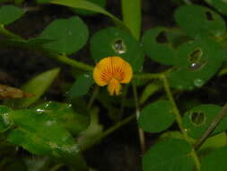 Image of Crotalaria filipes Benth.