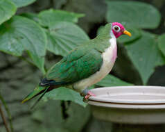 Image of Jambu Fruit Dove