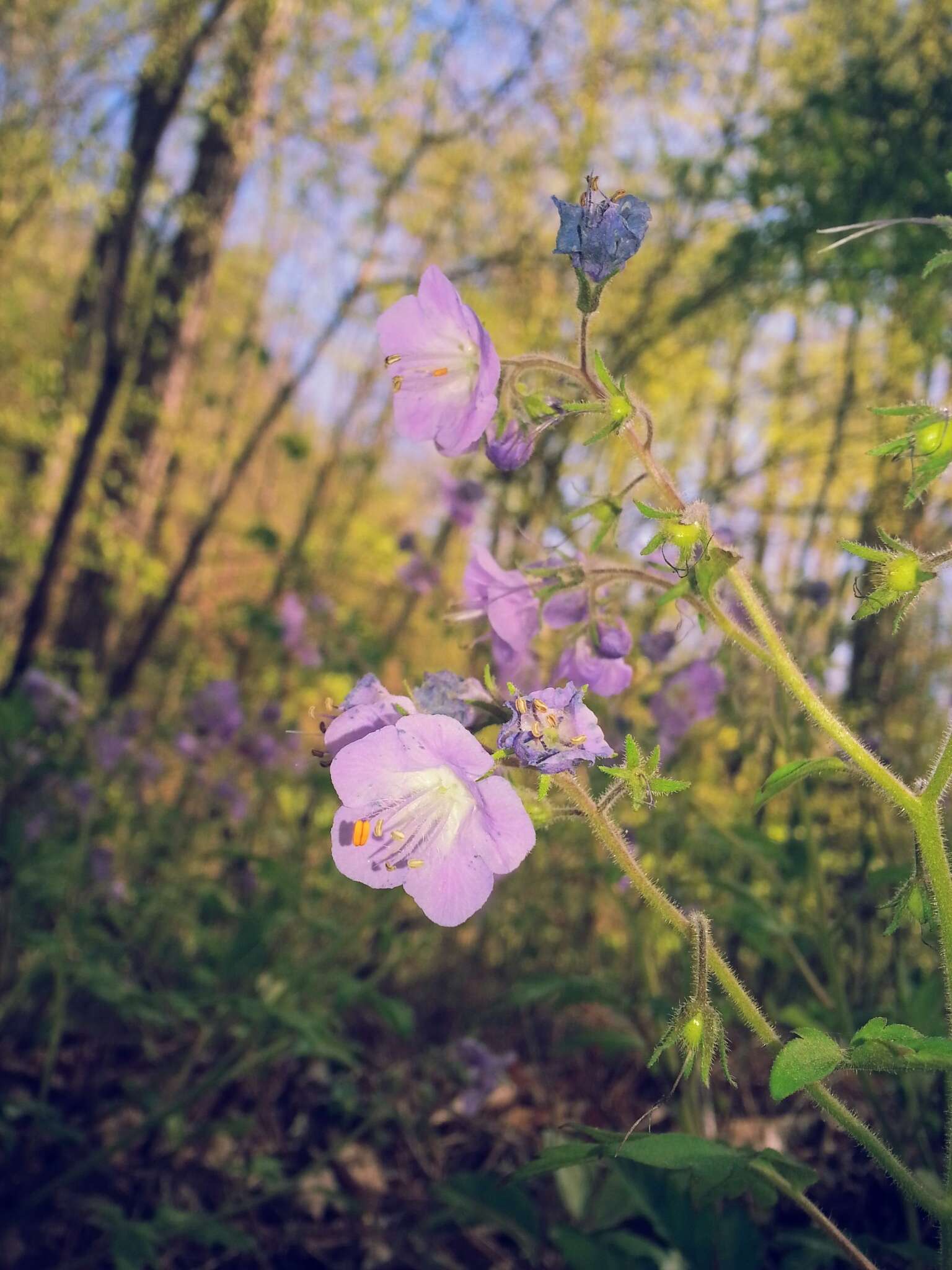 Image of fernleaf phacelia