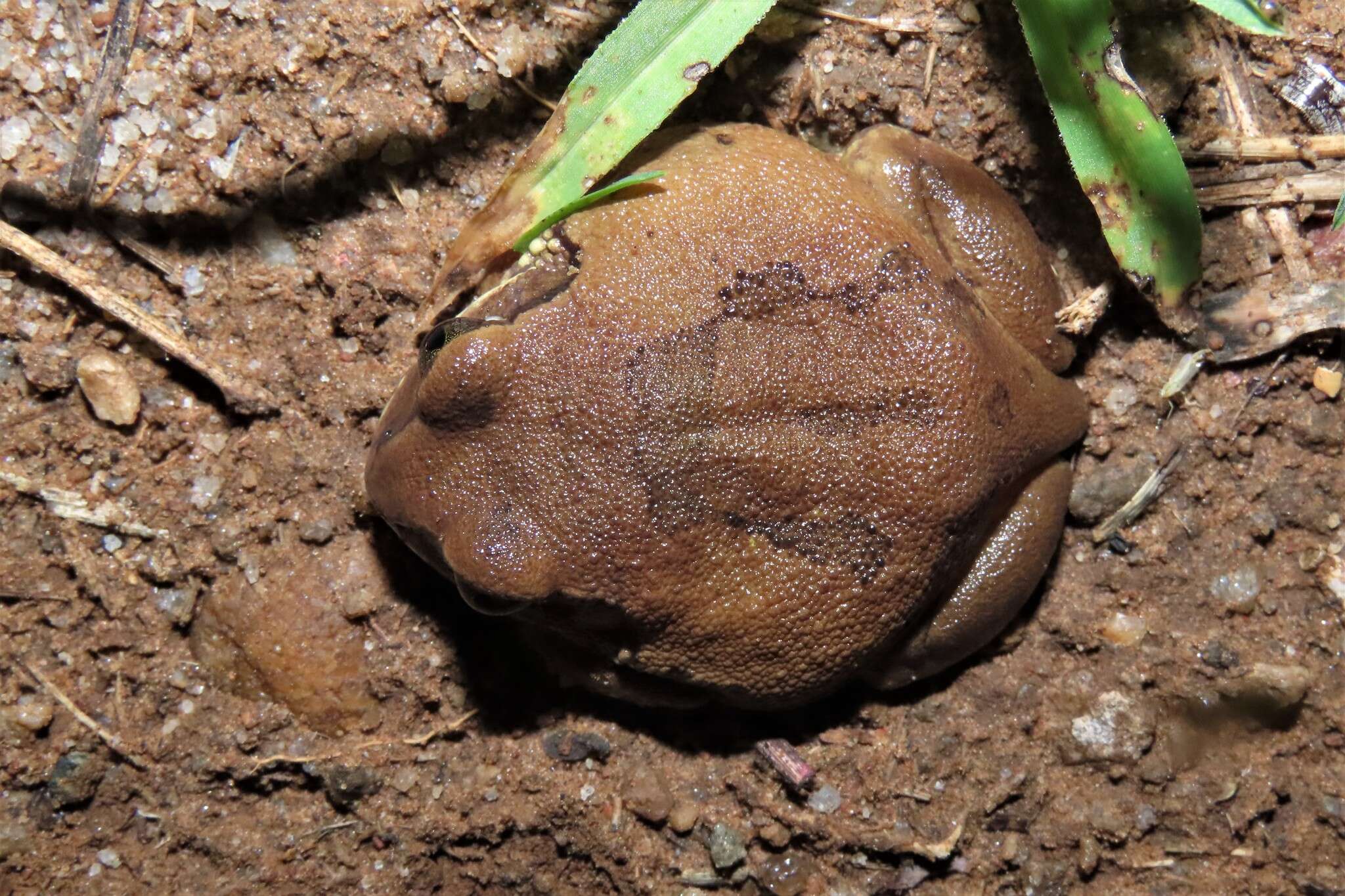 Image of horseshoe forest treefrog