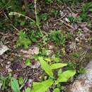 Image de Andersonglossum boreale (Fernald) J. I. Cohen