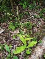 Plancia ëd Andersonglossum boreale (Fernald) J. I. Cohen