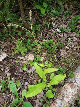 Image of Northern Wild Comfrey