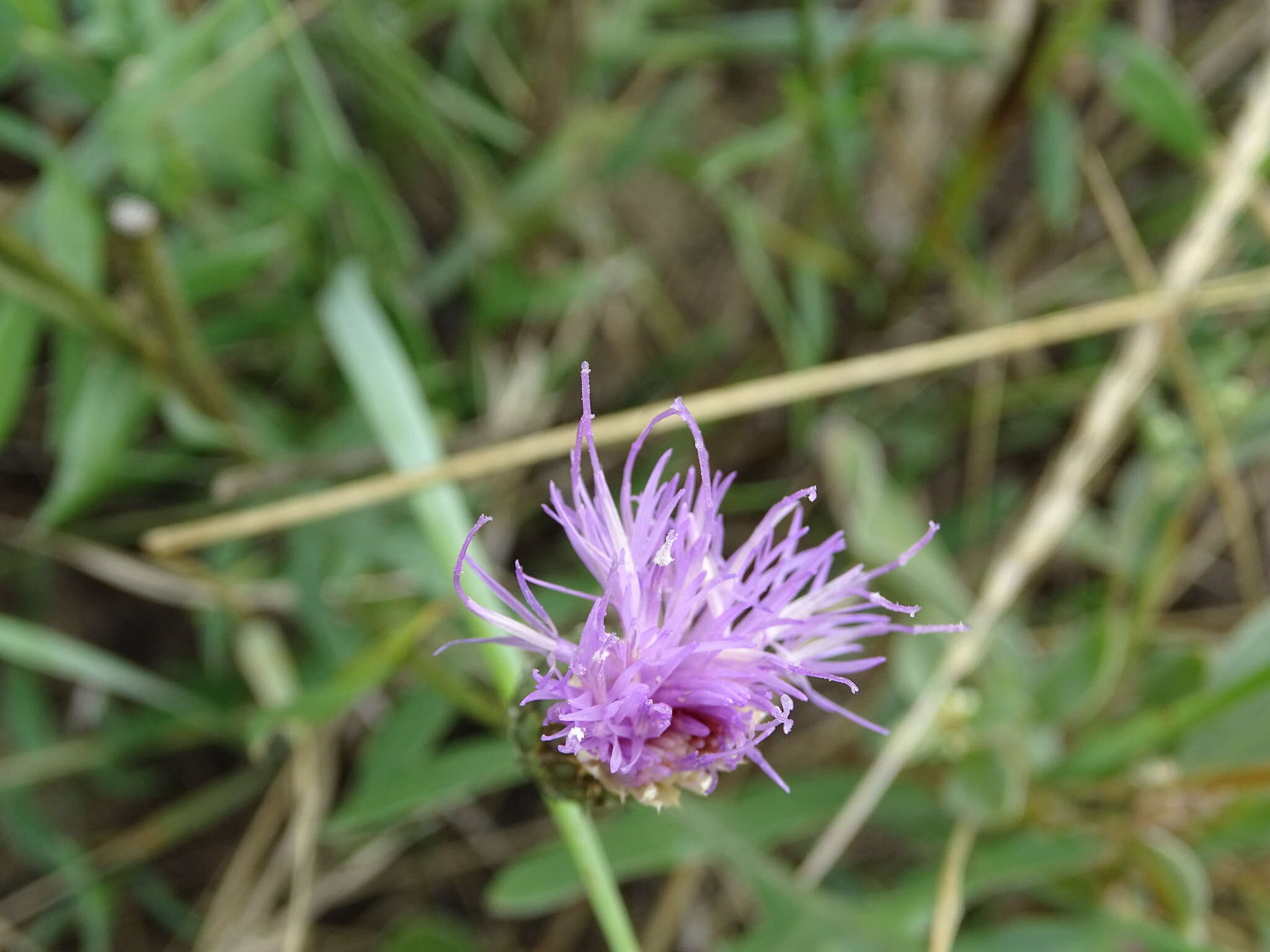 Image of Klasea centauroides (L.) Cass.