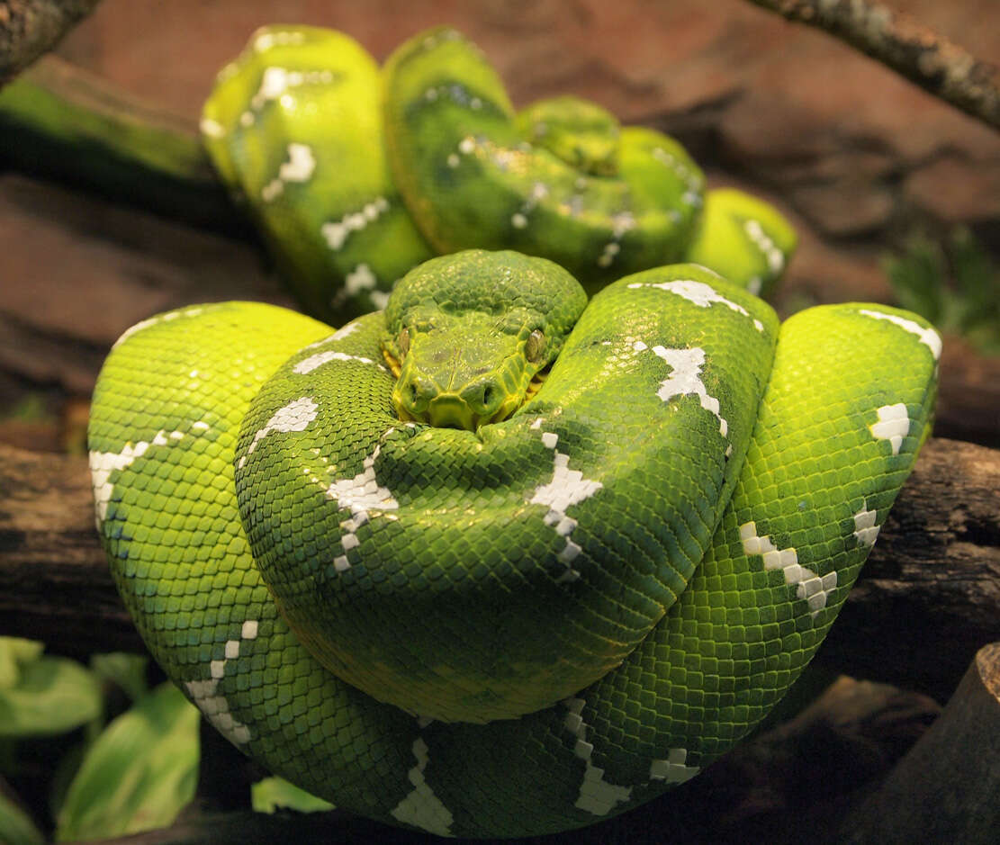 Image of Emerald Tree Boa