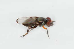 Image of Picture-winged fly