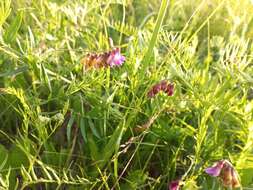 Imagem de Vicia megalotropis Ledeb.