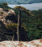 Image of Monkey Puzzle