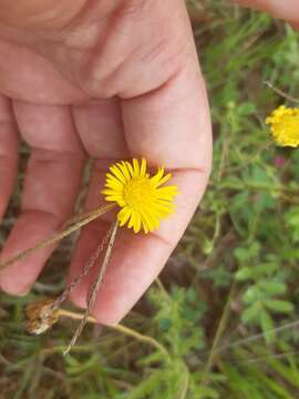 Image of Yellow felicia