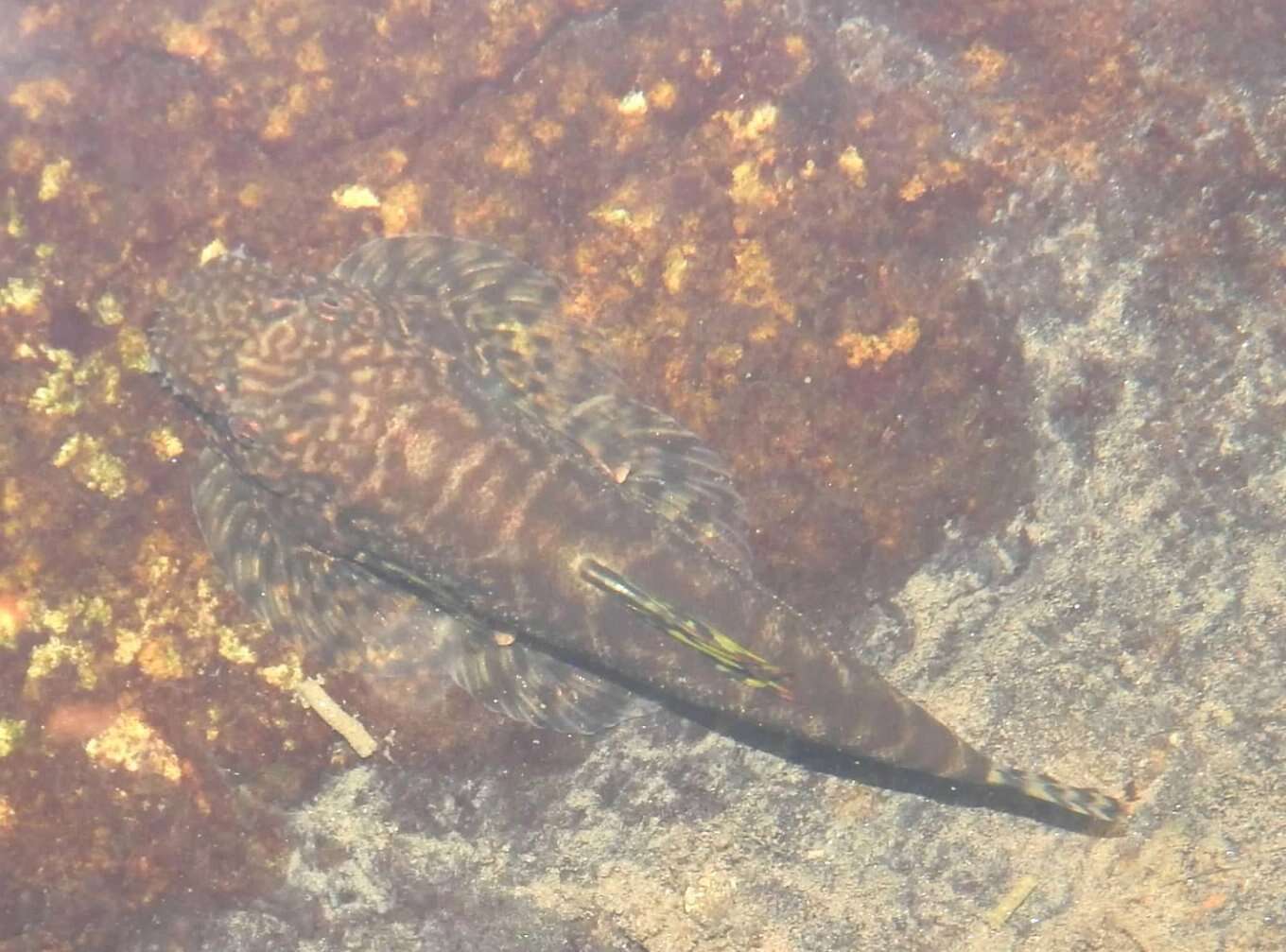 Image of Sucker-belly loach