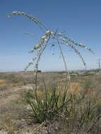 Image de Hesperaloe funifera (K. Koch) Trel.