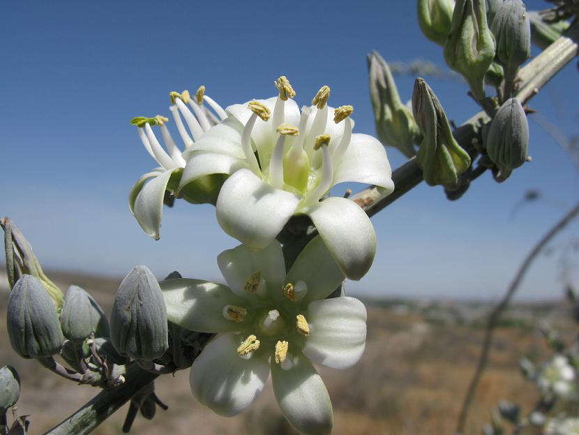 Image de Hesperaloe funifera (K. Koch) Trel.