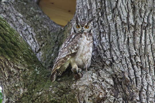 Image of Spotted Eagle-Owl