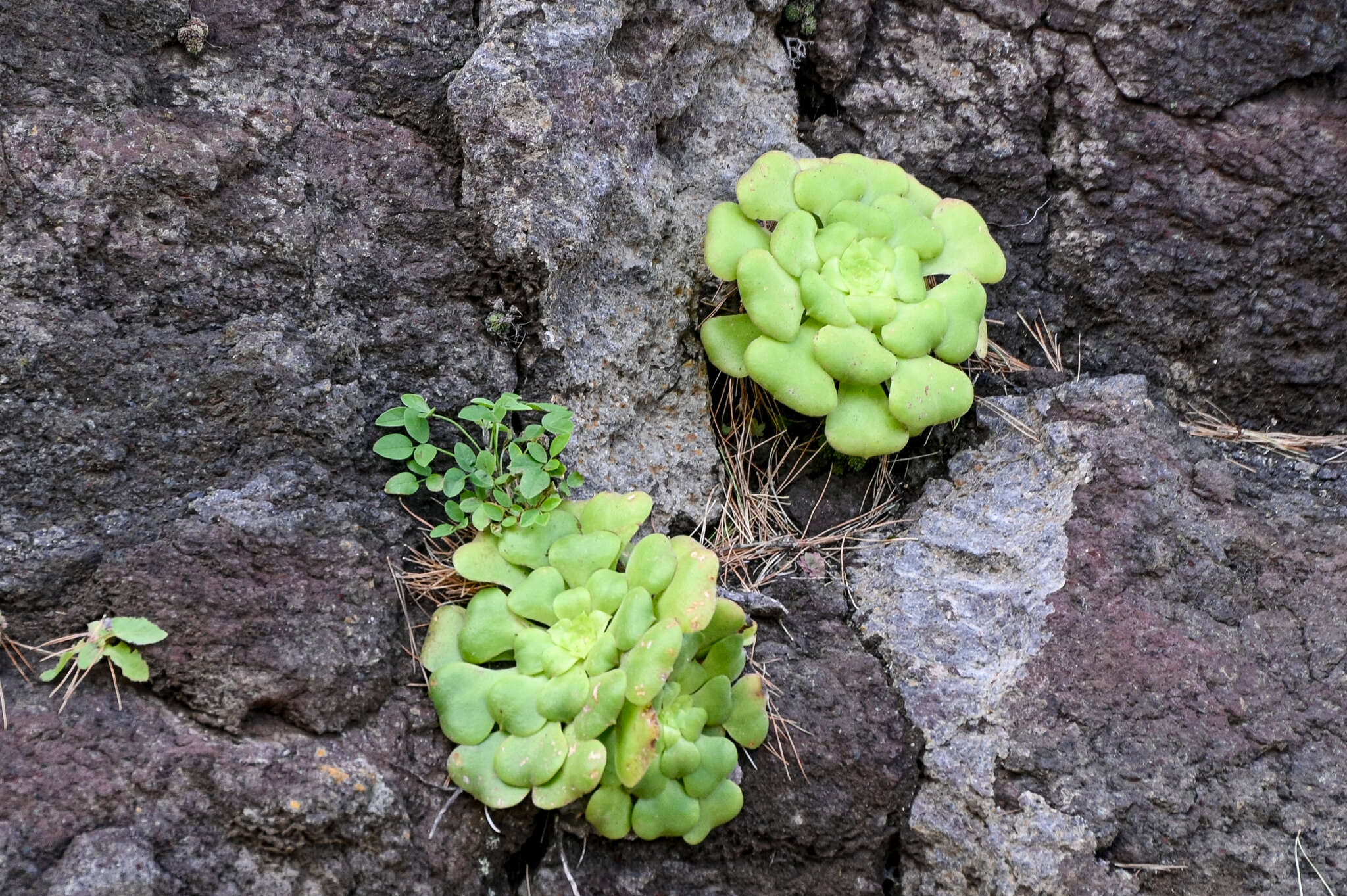 Image of Aeonium canariense subsp. latifolium (Burchard) Bañares