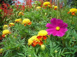 Tagetes erecta L. resmi