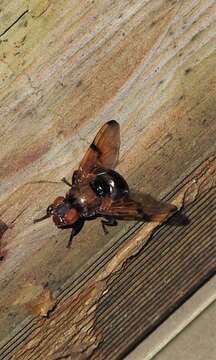 Image of Lamprogaster bicolor Macquart 1847