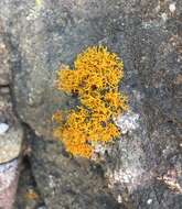 Image of coral orange lichen