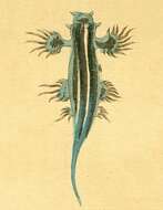 Image of Glaucus Forster 1777