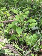 Image de Smilax illinoensis Mangaly