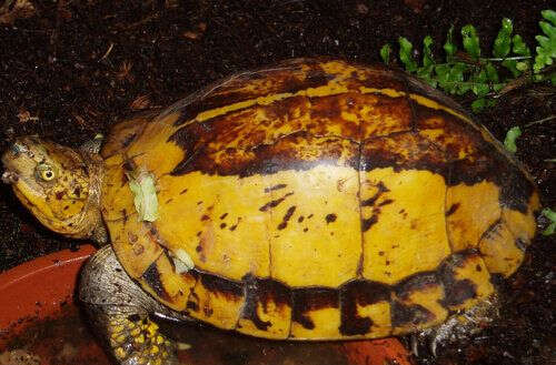 Image of Flowerback Box Turtle