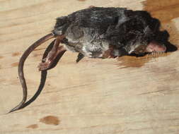 Image of American Water Shrew