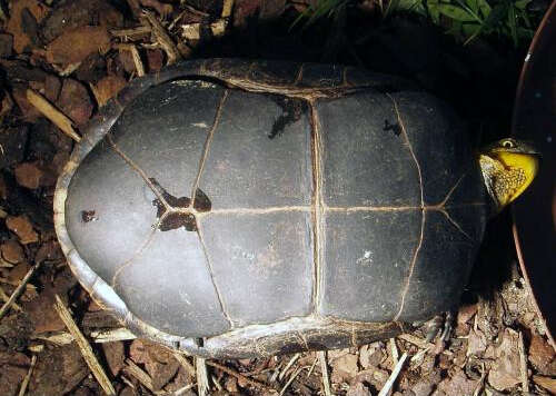 Image of Flowerback Box Turtle