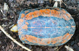 Image of Flowerback Box Turtle