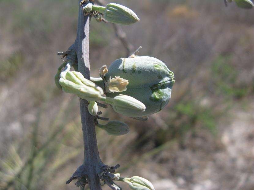 Image de Hesperaloe funifera (K. Koch) Trel.