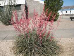 Image of redflower false yucca