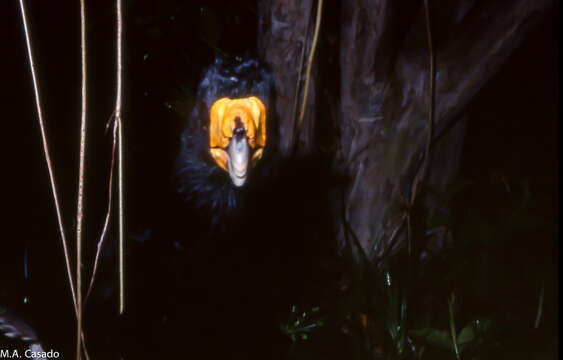 Image of Black Curassow