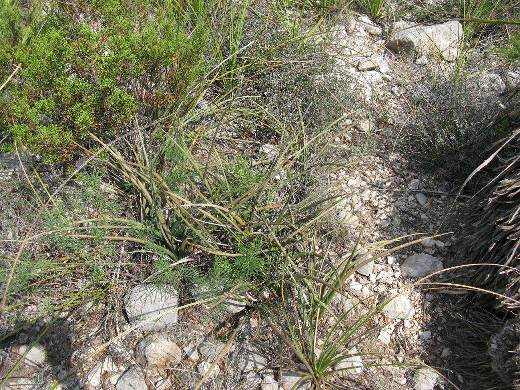 Image of redflower false yucca