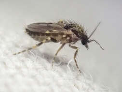 صورة Forcipomyia cinctipes (Coquillett 1905)