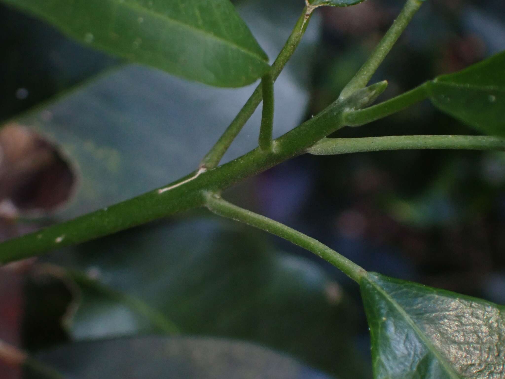 Image of Sarcomelicope simplicifolia (Endl.) T. G. Hartley