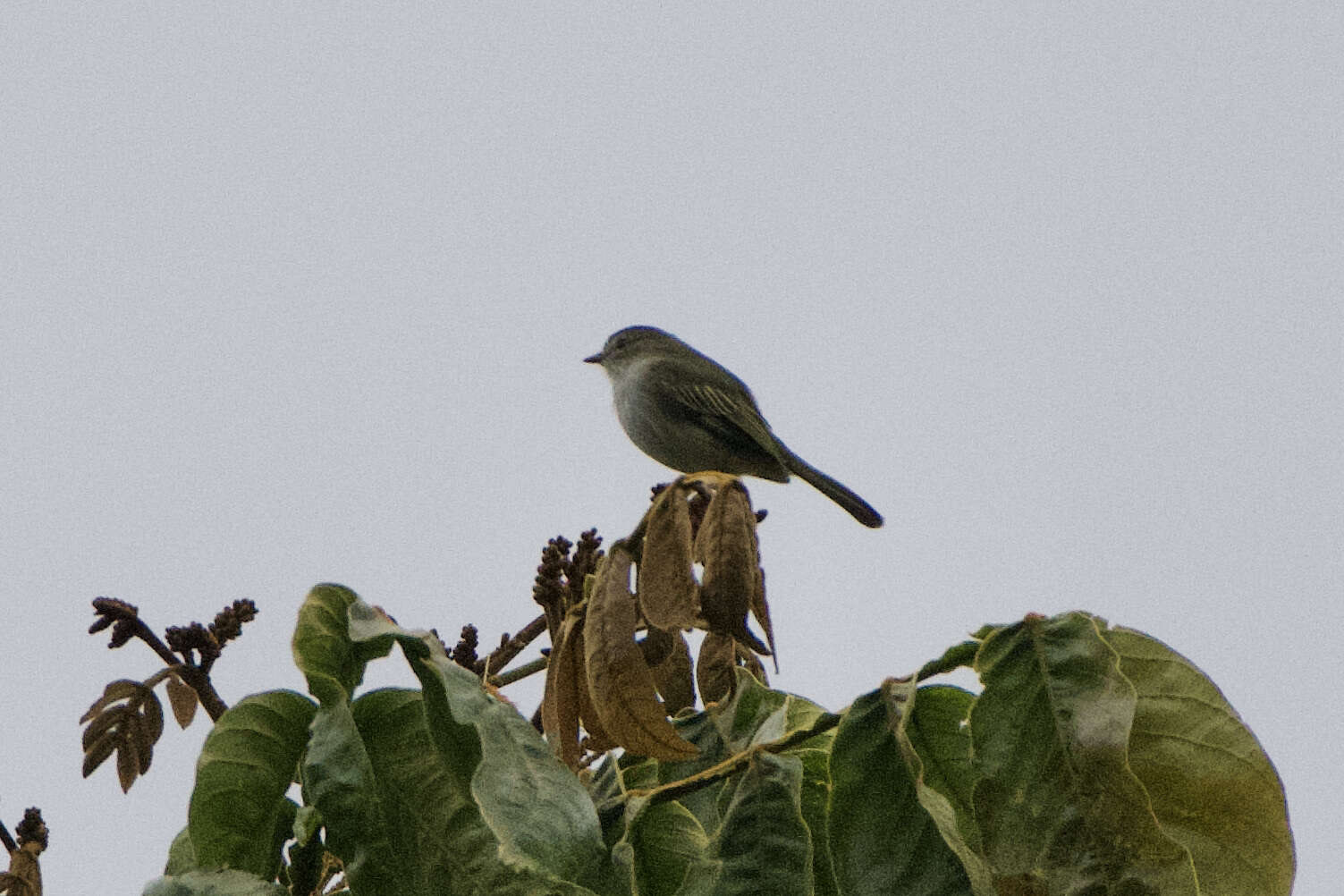 Image of Mistletoe Tyrannulet