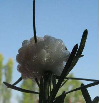 Image of Baccharis linearis (Ruiz & Pavón) Pers.