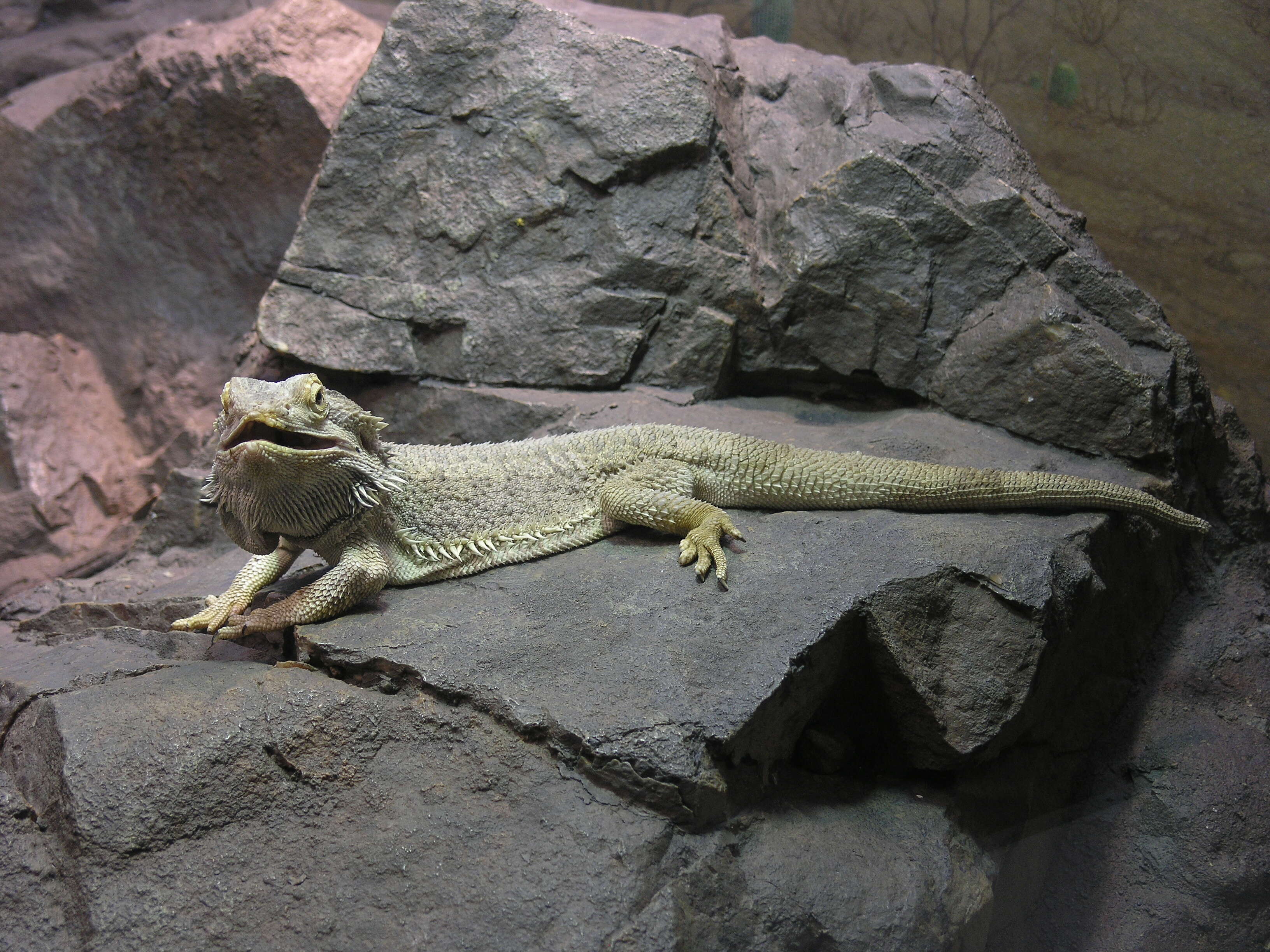 Image of Central bearded dragon