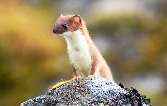 Image of least weasel