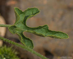 Plancia ëd Cucumis prophetarum L.