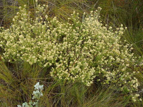 Image of Plecostachys polifolia (Thunb.) O. M. Hilliard & B. L. Burtt