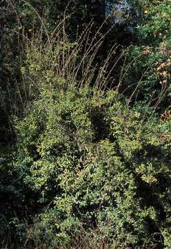 Image of Russian olive